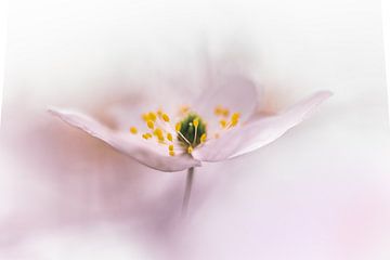 Anemoon roze van Patricia van Kuik