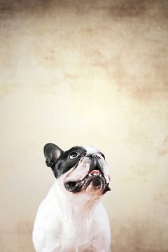 Funny French Bulldog van Jana Behr