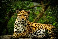 panter