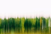 forêt verte