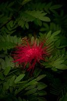 Exotische bloem