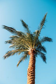 Palmboom tegen een blauwe lucht van Expeditie Aardbol
