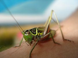 Sprinkhaan