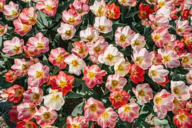 Flower Field by Yorick Leusink