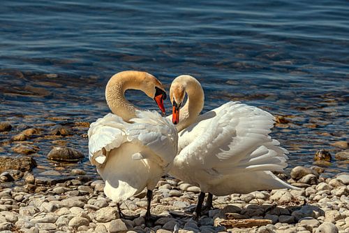 L'art roman sur la rive