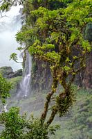 Regenwoud bij Iguazu