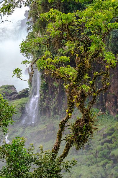 Regenwoud bij Iguazu by Peter Leenen