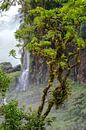 Regenwoud bij Iguazu von Peter Leenen Miniaturansicht