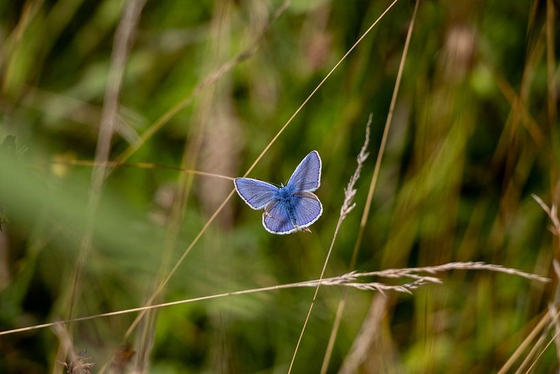 Baumbläuling - Blauer Schmetterling von Sharon Chin-Ten-Fung