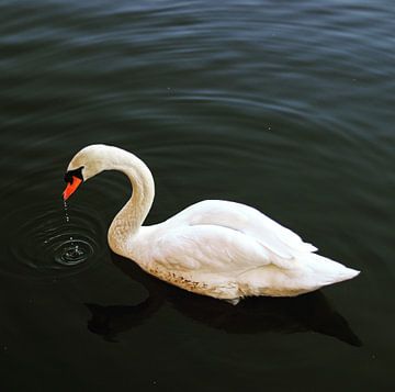 Swan by Kevin de Bruin