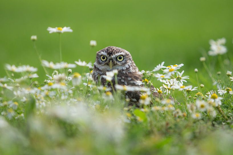 Tawny owl looking out from field of daisies by Jeroen Stel