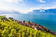 Wijndorp Saint-Saphorin in Lavaux, Zwitserland van Werner Dieterich thumbnail