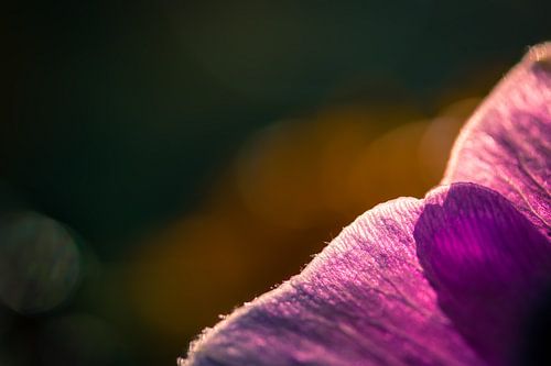 Pink Veins on the Edge