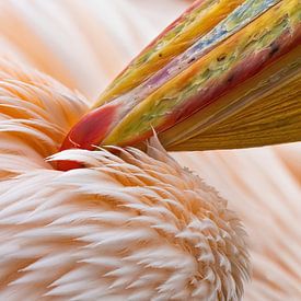 Pélican rose, entretien des plumes sur Ronny De Groote