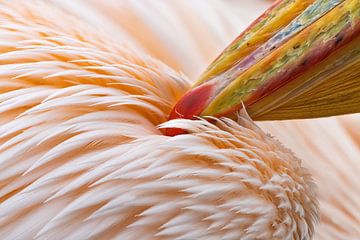 Roze pelikaan, onderhoud van de veren van Ronny De Groote
