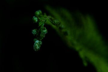 Een close-up foto van de punt van een varenblad in knop van Erna Böhre