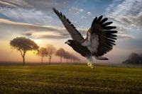 eagle in landscape hs