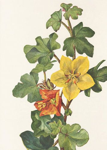 Mexicaanse fremontia van Noord-Amerikaanse wilde bloemen (1925) Door Mary Vaux Walcott
