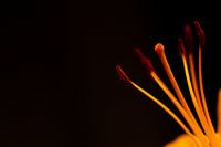 Orange Topflilien