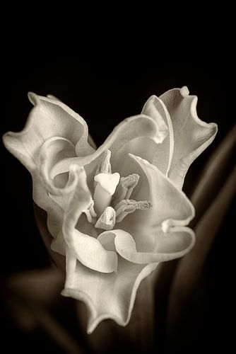 Openende tulpenbloem in boven aanzicht