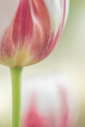 tulipes aux tons pastel