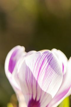 spring colors | floral art | macro photo of crocus, orange stamens in a flower | fine art photo prin by Karijn | Fine art Natuur en Reis Fotografie