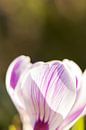lentekleuren | bloemenkunst |   macrofoto van krokus, oranje meeldraden in een bloem | fine art foto van Karijn | Fine art Natuur en Reis Fotografie thumbnail