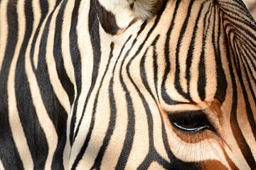 ZEBRAS 2 by Miroslav Ptacek