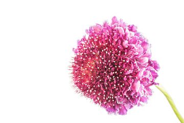 Scabious with a white background by Carola Schellekens
