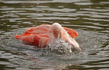 Flamingo van Frank Smedts
