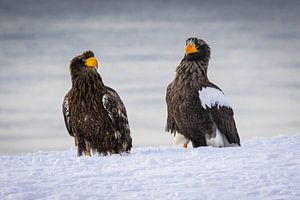 Steller Sea Eagles van Erik Verbeeck