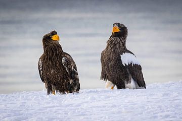 Steller Sea Eagles van Erik Verbeeck