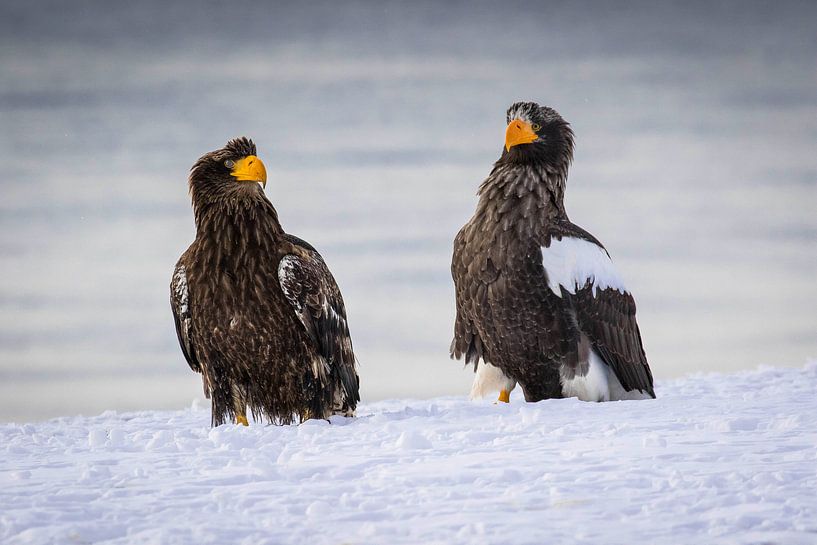Stellersche Seeadler von Erik Verbeeck