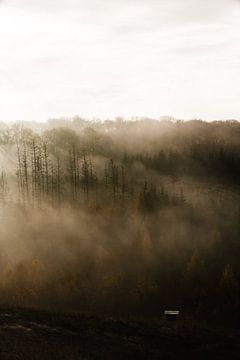 Forêt dans le brouillard sur Jacqueline Heithoff