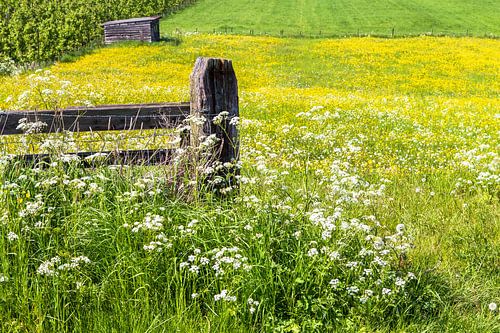 Voorjaar in de polder