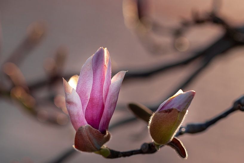 Tulpenbaum von Mario Creanza