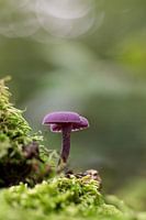 herfstkleuren