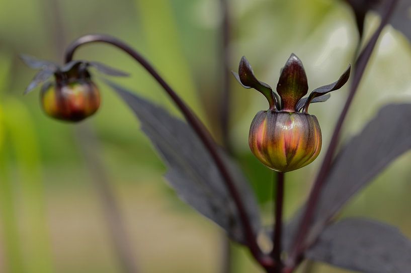 Bloemen in de knop van Marlies Reimering