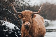 Schotse Hooglander portret in de Winter van Lotte van Alderen thumbnail