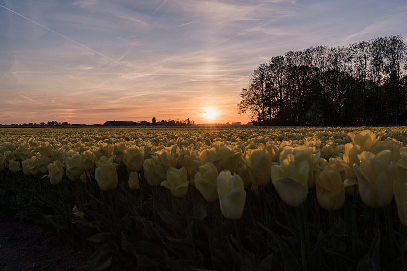 Coucher de soleil sur un champ de tulipes par Carina || PhotographyLikeC