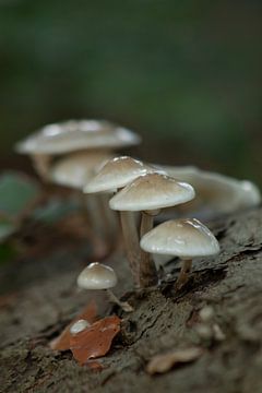 Herfst - paddenstoelen op boomschors van Esther De Schot