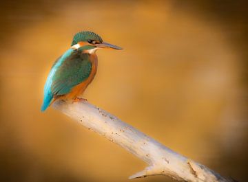 ijsvogel(kingfisher) van Michel Van Giersbergen