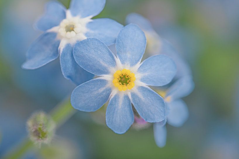 Blüte eines Vergissmeinnicht von Marjolijn van den Berg