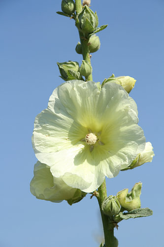 Weiße Stockrose trifft himmelblau