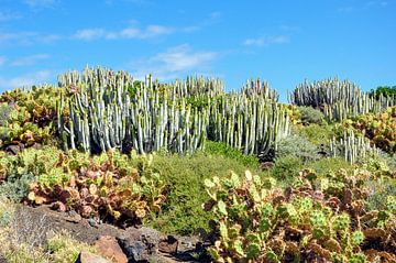 Succulenten op Tenerife van Katrin May