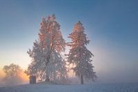 glowing treetops in the fog