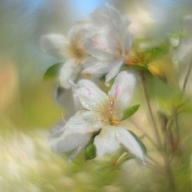 Vintage Azalea Japonica van Wendy van Kuler Fotografie