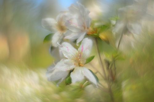 Vintage Azalea Japonica