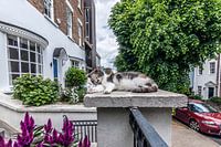 Poes die buiten ligt te slapen bij de ingang van een tuin