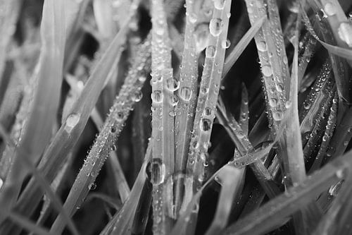L'herbe après la pluie sur Anouk Klomps